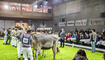 5. Brown Swiss Junior Contest in Sargans