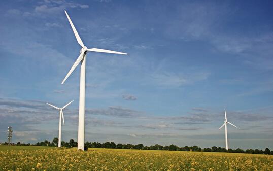 Windmills and yellow rape field