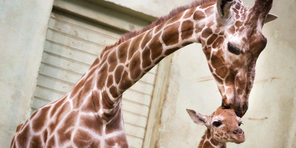 Nach &uuml;ber 60 Jahren sollen im Z&uuml;rcher Zoo wieder Giraffen angesiedelt werden. Derzeit sind diese Paarhufer in der Schweiz nur im Basler Zolli und im Kinderzoo Knie in Rapperswil zu bewundern. (Archivbild)