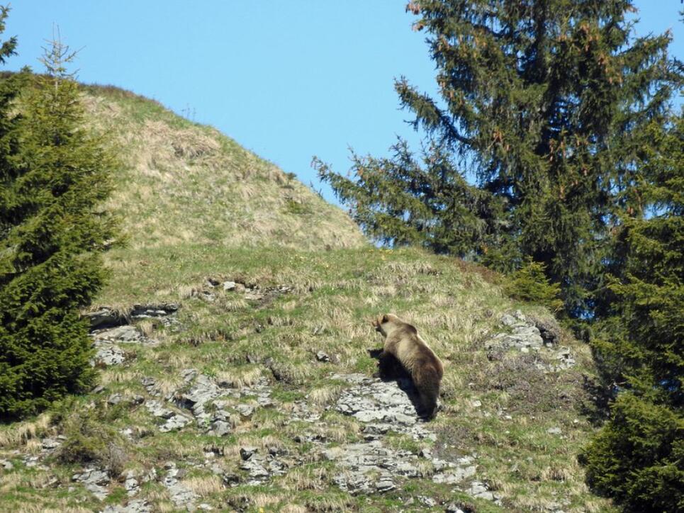 Bär M29 am 26. Mai 2017 im Eriz. Das Foto sorgte für Furore, weil es der erste Nachweis eines wilden Bären im Kanton Bern seit 190 Jahren war. Vermutlich war er am Wochenende auch im Sanetschgebiet (VS) unterwegs