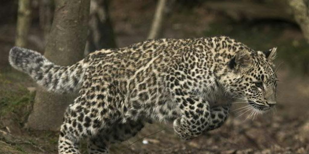 Im Nordkaukasus sind zwei Persische Leoparden ausgewildert worden.