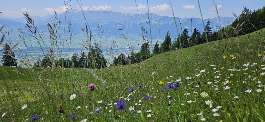 Blumenwiese auf Gafadura