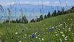 Blumenwiese auf Gafadura