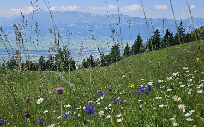 Blumenwiese auf Gafadura