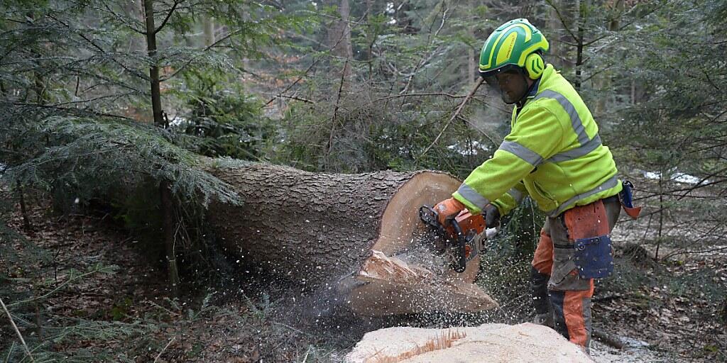 Unter dem Vorwand den Borkenkäfer zu bekämpfen, weitete die polnische Regierung die Holzschlagquoten für den letzten Urwald Europas massiv aus. Nach Ansicht eines EuGH-Gutachter ist dies rechtswidrig. (Symbolbild)