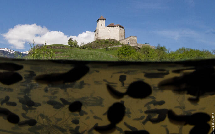 #näherdran-Fotowettbewerb Balzers