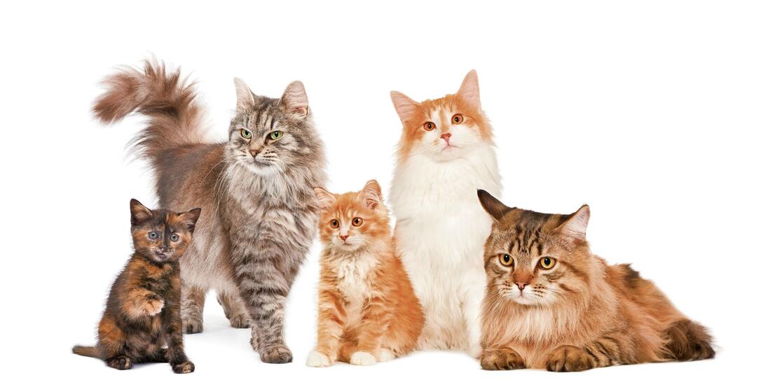 Group of 4 cats in a row