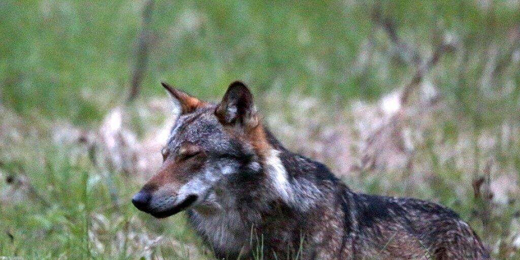 Im Wallis hat sich die Zahl der nachgewiesenen Wölfe seit einem Jahr von fünf auf zehn verdoppelt. Hier ein Wolf bei Bellwald im Obergoms im Frühling 2013. (Archiv)