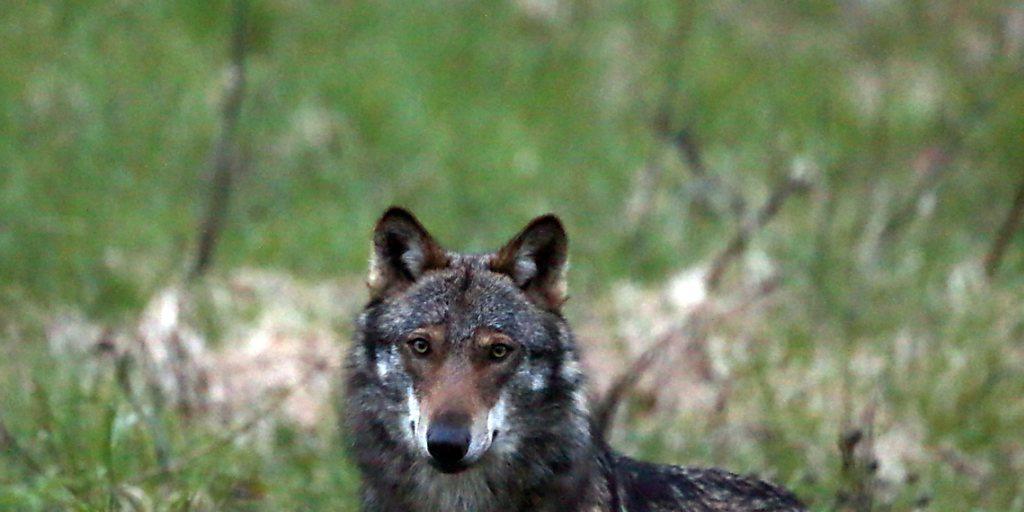 Lässt sich bei Flums auch von Schutzhunden nicht abschrecken: Der Wolf. (Archivbild)