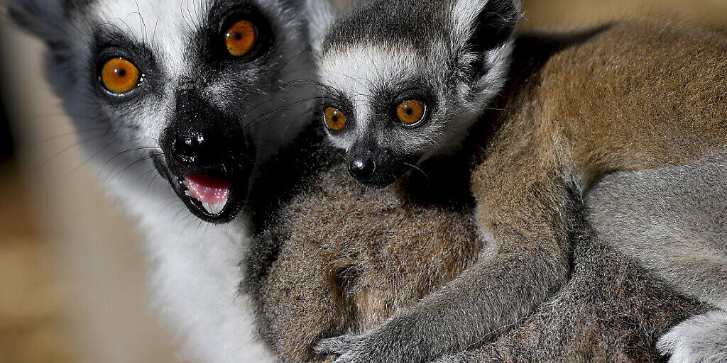 Von den rund 100 noch lebenden Lemur-Arten sind gut 90 Prozent in ihrer Existenz bedroht. Ihre Wälder werden gerodet und Lebensräume in landwirtschaftliche Flächen umgewandelt. (Archivbild)