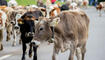 Alpabfahrt Alpgenossenschaft Gritsch Schaan