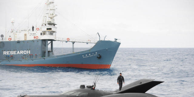Störmanöver von Sea Shepherd: Aktion für Wale (Archiv)