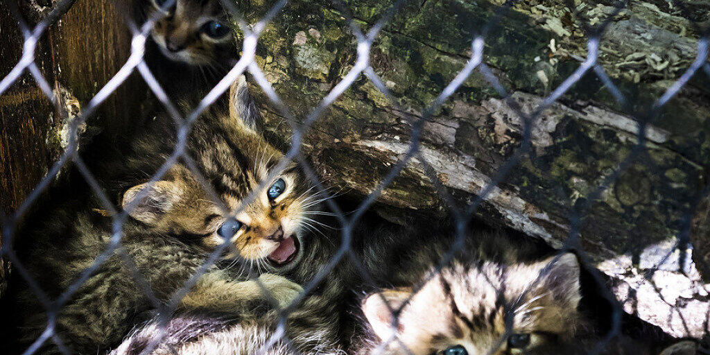 Am 27. März sind im Zoo La Garenne in Le Vaud VD fünf Wildkatzenbabys geboren worden. Nach etwas mehr als drei Wochen wagen sie sich allmählich aus dem sicheren Versteck.