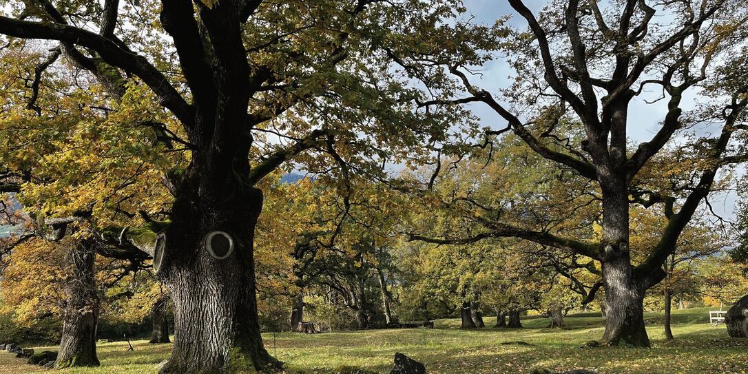 &laquo;Ein Riesen-Augenpaar wacht in dem mystischen Eichenwald&raquo;, schrieb &laquo;Vaterland&raquo;-Leser Dominik Frick aus Balzers.