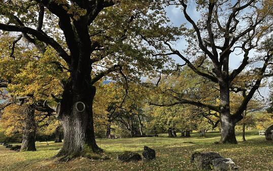 &laquo;Ein Riesen-Augenpaar wacht in dem mystischen Eichenwald&raquo;, schrieb &laquo;Vaterland&raquo;-Leser Dominik Frick aus Balzers.