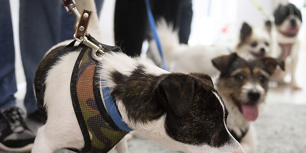 Abgegeben, ausgesetzt oder beschlagnahmt: Die Zahl der Hunde in Schweizer Tierheimen hat sich im vergangenen Jahr erhöht - auch wegen des härteren Durchgreifens der Behörden. (Symbolbild)