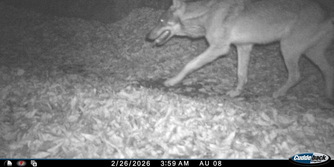 Wolf in Fotofalle