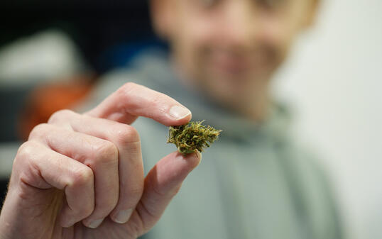 Close up hand holding a green cannabis or marijuana plant flower