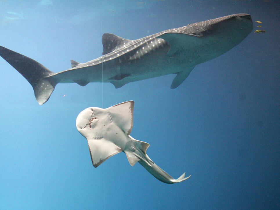 Refugium für Walhaie, Riesenmantas und Delfine: Mexiko macht die Inselgruppe Revillagigedo zur grossen Schutzzone ohne Fischfang. (Symbolbild)