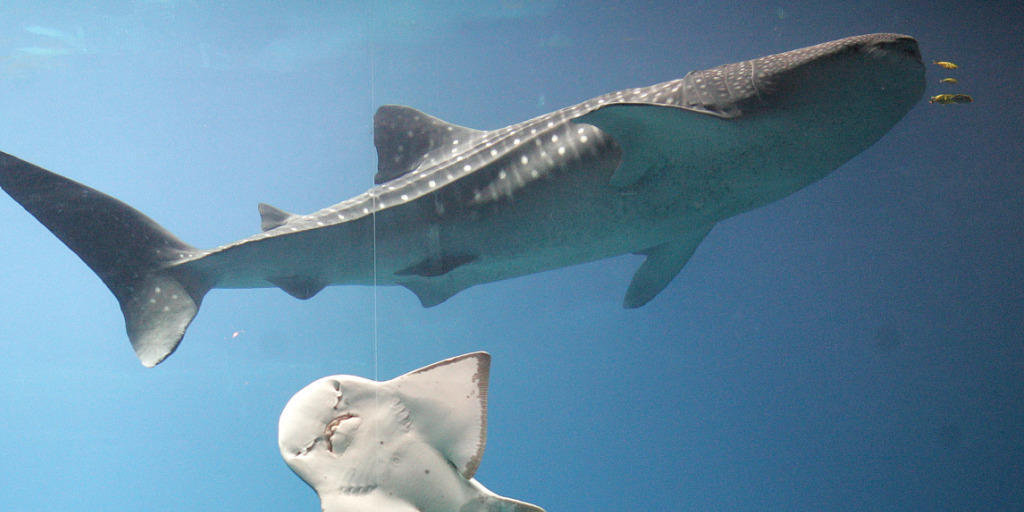 Refugium für Walhaie, Riesenmantas und Delfine: Mexiko macht die Inselgruppe Revillagigedo zur grossen Schutzzone ohne Fischfang. (Symbolbild)