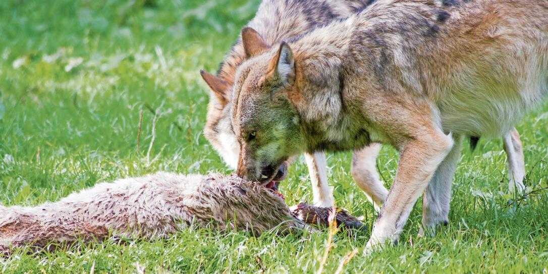 The europeam Wolf (Canis Lupus)