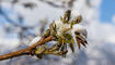 Schnee im Frühling