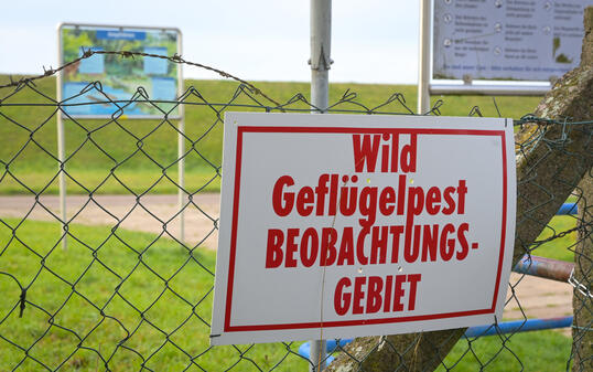 Vogelgrippe in Sachsen-Anhalt - Kelbra