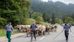 Alpabfahrt Alpgenossenschaft Gritsch Schaan