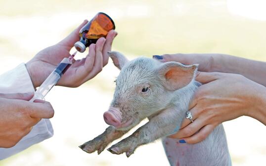 Veterinarian giving piglet an injection from brown bottle