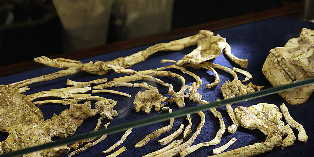 Das Skelett wird im südafrikanischen Johannesburg ausgestellt.