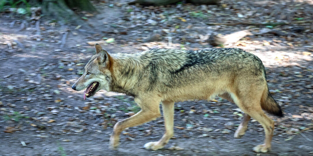 Eurasian Wolf in a forest