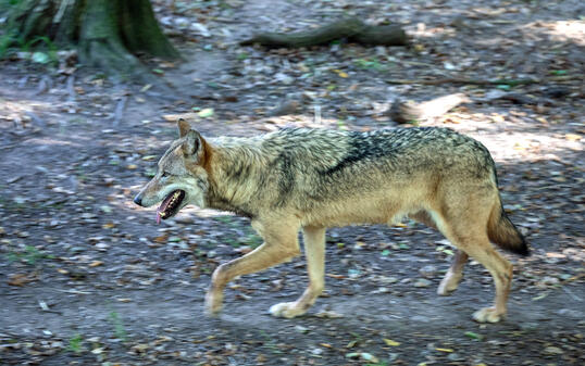 Eurasian Wolf in a forest