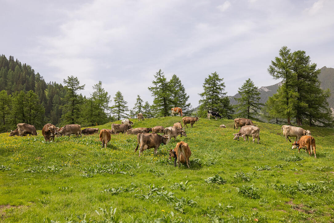 Wanderung: Steg - Alpeti - Pfälzerhütte - Malbun