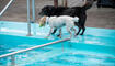 Hundeschwimmen im Freibad Salez