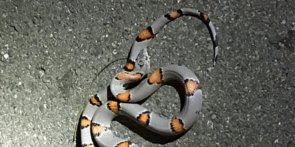 Auf einem Trottoir in der Stadt St. Gallen wurde eine 60 Zentimeter lange Kalifornische Königsnatter entdeckt.