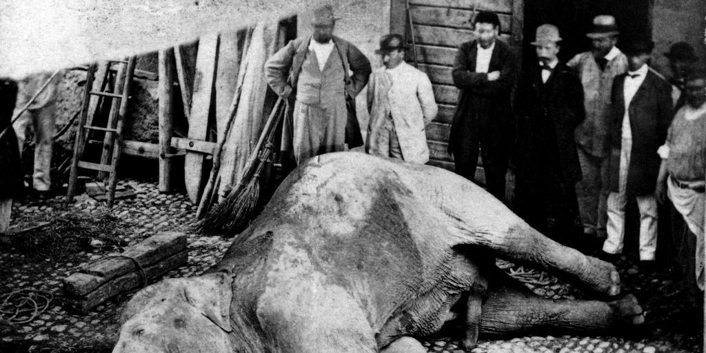 Weil er nach einer Zirkusvorstellung seinen Pfleger tötete und danach ausbüxte, wurde der Elefant in Murten mit einer Kanone unschädlich gemacht. (Archiv)