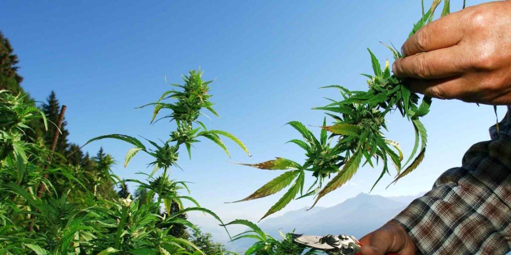 Hanf mit einem THC-Gehalt von 1,0 Prozent und mehr gilt seit 2011 als Droge. Das Kantonsgericht St. Gallen hat am Montag einen Toggenburger Hanfbauern wegen Widerhandlung gegen das Betäubungsmittelgesetz verurteilt. (Archivbild)