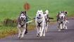 Wagenrennen vom Schlittenhundeverein Liechtenstein
