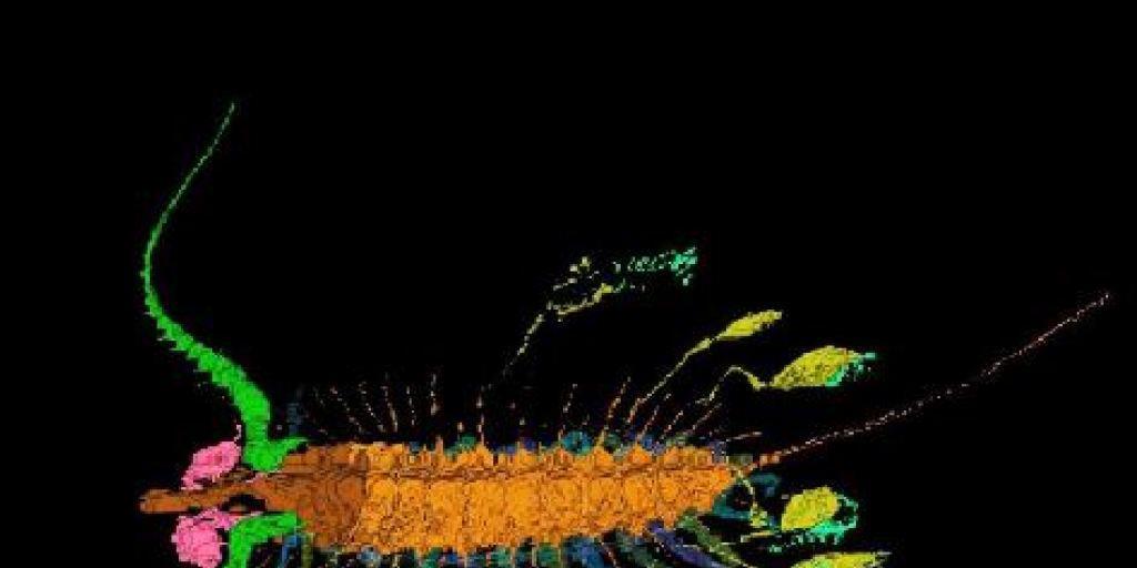 Rekonstruktion des "Drachenläufers" Aquilonifer spinosus, der vor rund 430 Millionen Jahren lebte und seinen Nachwuchs an Leinen hinter sich herzog.