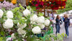 Buchser Frühlingsmarkt