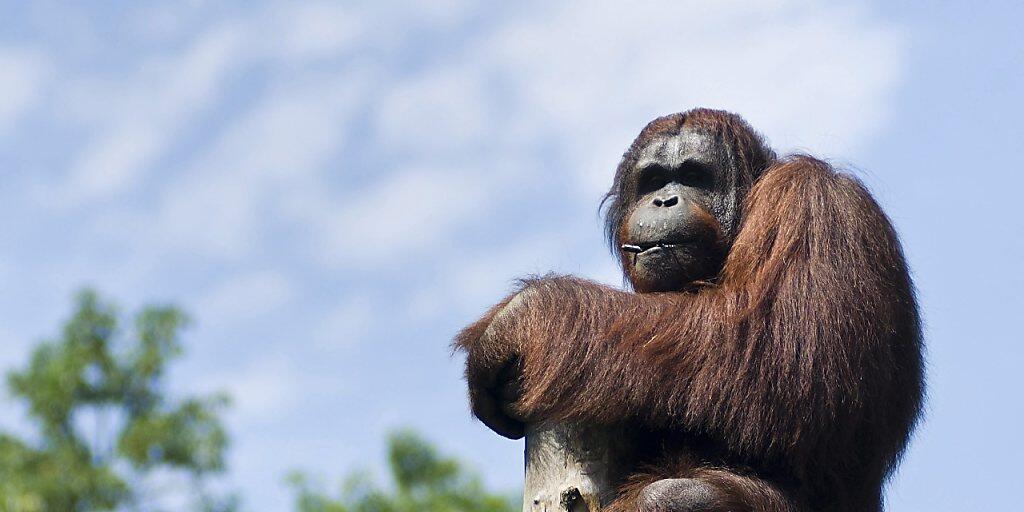 Auf Borneo dünnt sich der Bestand an Orang-Utans immer mehr aus. Bald sind die Affen möglicherweise - wie hier - nur noch im Zoo zu sehen. (Archivbild)