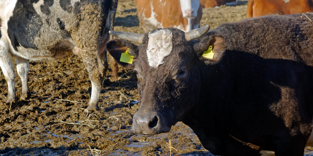 Cows on the farm Cows on the farm