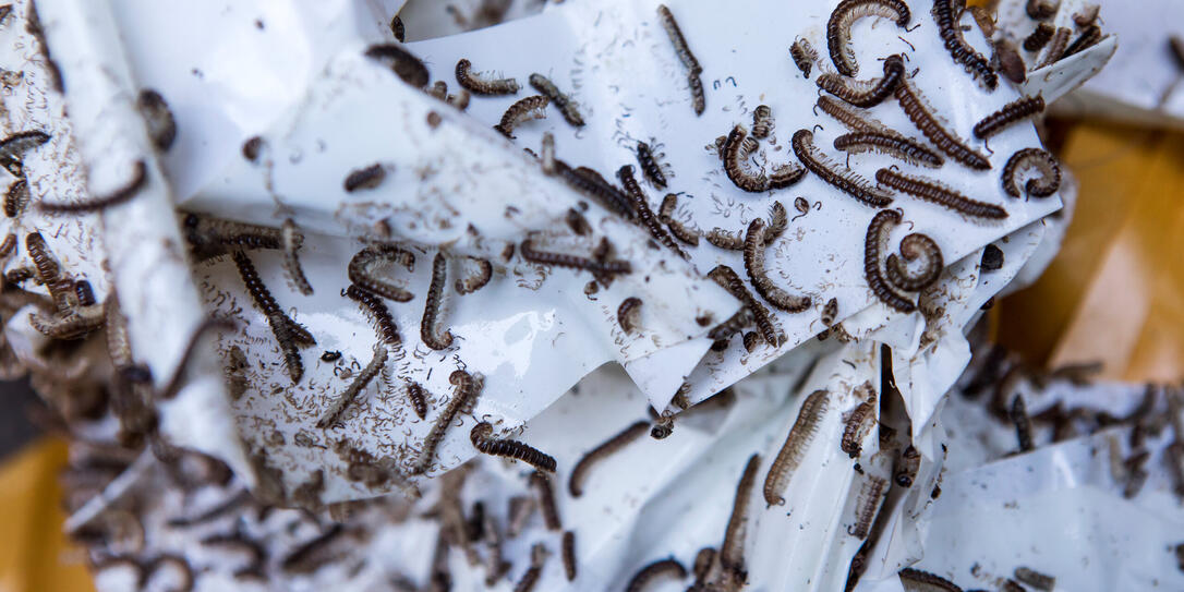 SCHWEIZ, TAUSENDFUESSLER, INSEKTEN, PLAGE