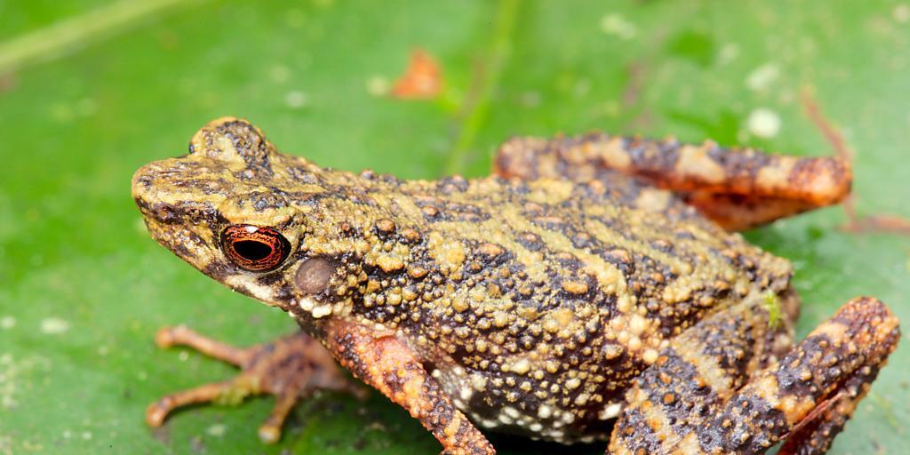 Die neu entdeckte Krötenart lebt auf einem abgelegenen Hochplateau der Insel Borneo. Ein grosser Teil der Artenvielfalt Borneos ist vermutlich noch unbekannt, aber bereits gefährdet. Die neu entdeckte Krötenart lebt auf einem abgelegenen Hochplateau der Insel Borneo. Ein grosser Teil der Artenvielfalt Borneos ist vermutlich noch unbekannt, aber bereits gefährdet.
