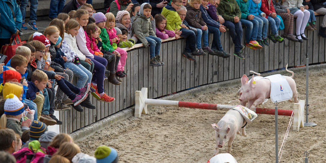 SAEULIRENNEN, SCHWEINERENNEN, SCHWEINCHEN, FERKEL, LANDWIRTSCHAFTSAUSTELLUNG, LANDWIRTSCHAFTSMESSE, OLMA,  EROEFFNUNG,