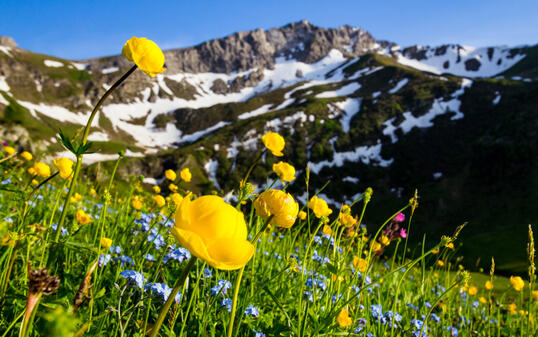 Meadow with alpine spring flowers (Trollius europaeus) in the European Alps of Liechtenstein