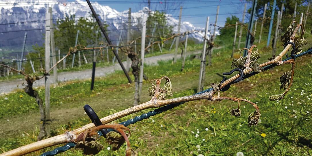 Grosse Teile der Weinreben von Hubert Gstöhl in Eschen sind abgestorben.