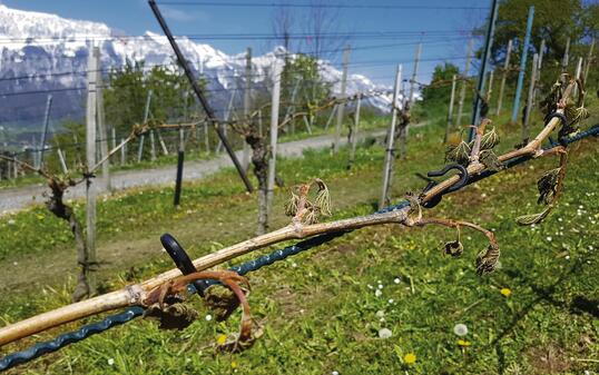 Grosse Teile der Weinreben von Hubert Gstöhl in Eschen sind abgestorben.