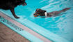 Hundeschwimmen im Freibad Salez