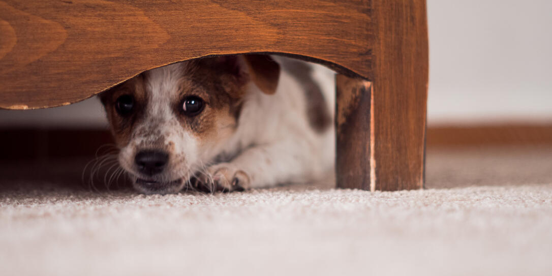 Little puppy is hiding under cupboard